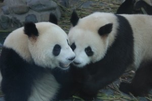 ChangDu Research Base of Giant Panda Breeding 2011